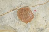 Massive, Plate of Paleocene Leaf Fossils - Glendive, Montana #189118-5